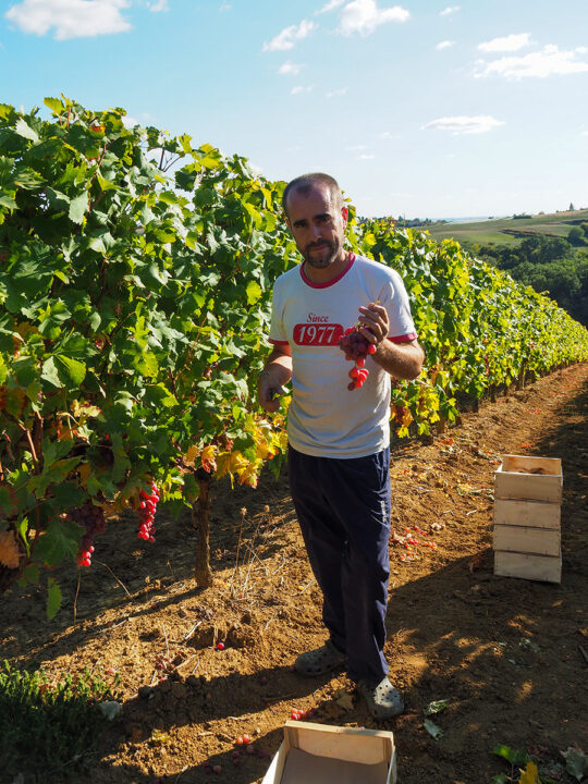 un "chasselatier"; especialista de la uva Chasselas