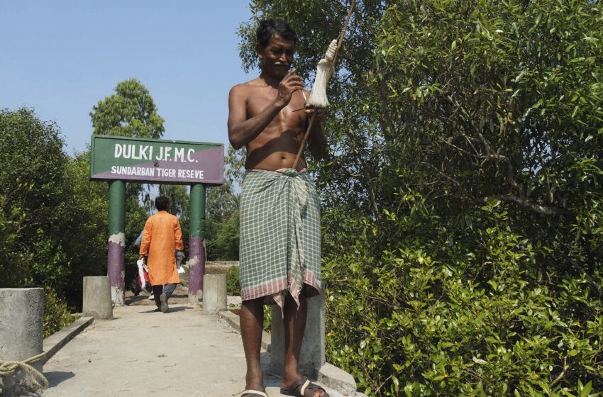  Parque Nacional de Sunderbans en la India, la reserva más extensa del tigre de Bengala