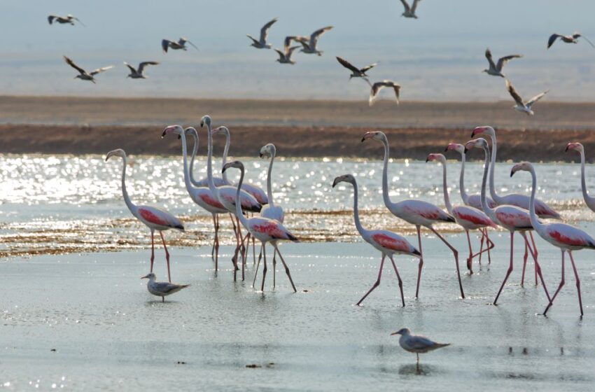 Israel se llena de aves migratorias en Eilat