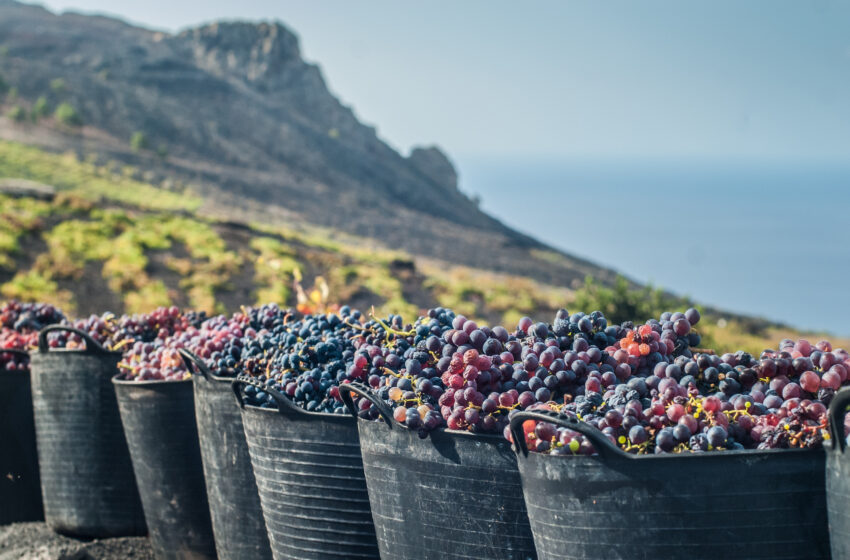  La fascinante historia de los vinos de La Palma