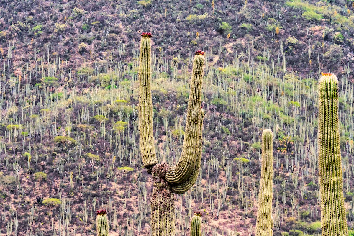Bosque de cactus columnares en el Valle de Tehuacán-Cuicatlán