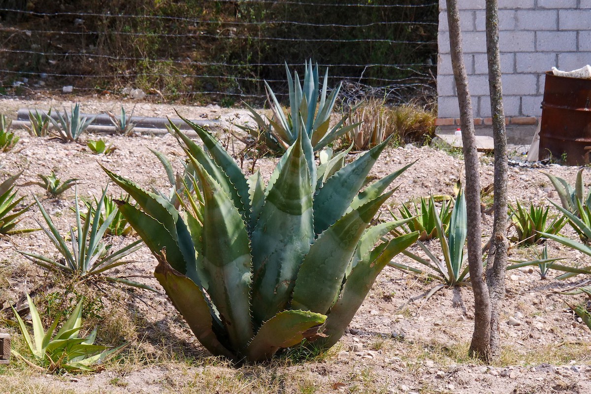 Planta de maguey en el paisaje del valle